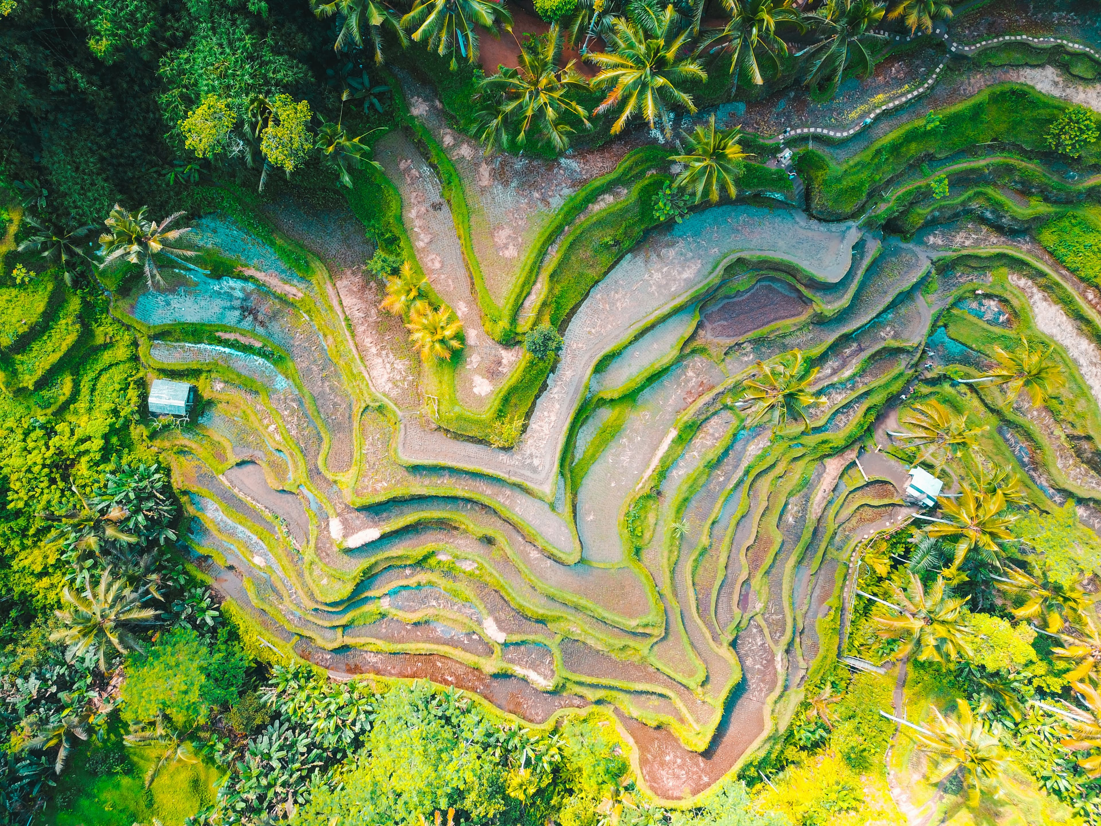 Aerial rice terraces
